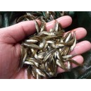 1 kg Friture super fine de vairon