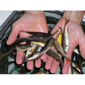 2000 Vairons 7/9cm (0,52&euro;HT)