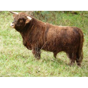 Higland Cattle m&acirc;le 08/12