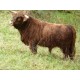 Higland Cattle mâle 2 ans