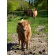Higland Cattle 6 mois Margueritte