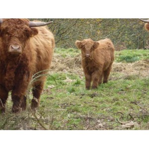 Higland Cattle femelle 09/14