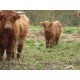 Higland Cattle femelle 09/14