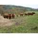 Higland Cattle femelle 09/14