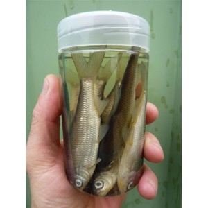 Pot 10 gardons 9/10cm + 1 monture peche 8g