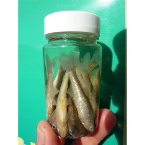 Pot 10 gardons 5/7cm app&acirc;ts conserv&eacute;s