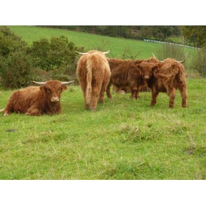 Higland Cattle m&acirc;le