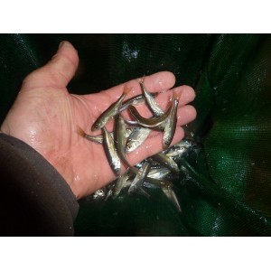 125 ABLES 5/7 cm (0,75&euro;ht)