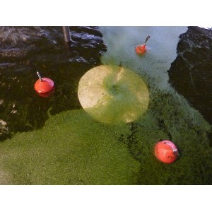 SKIMCRUSH LIGHT 7 pour Pompage lentilles d'eau azolla