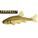 100 milles alevins de vairons