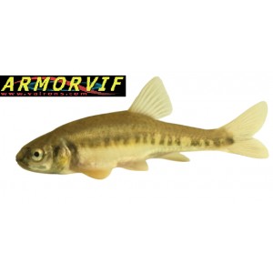 20 milles alevins de vairons offre sp&eacute;ciale f&eacute;d&eacute;ration de p&ecirc;che