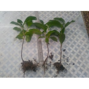 100 plants de Laurier palme 30/40cm