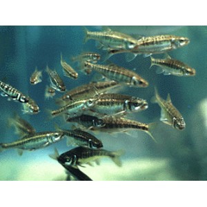 100 Vairons 6/7cm + 20 Gardons