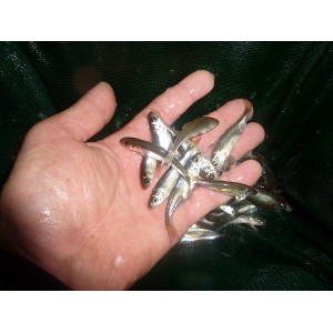 2500 IDES 4/5 cm (0,22&euro;ht)