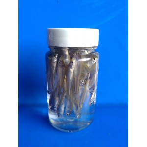 Pot de 100 Ables 2/3 cm + un Fishout offert