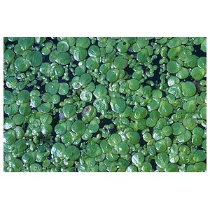 100 g Lentilles d'eau Lemna polyrhiza