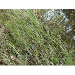 Plantes aquatique et Aselle