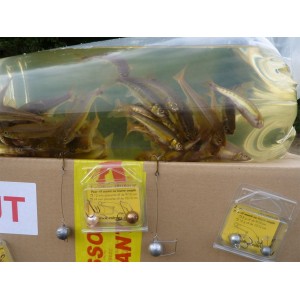 50 vairons 7/9 cm + 9 montures gratuites
